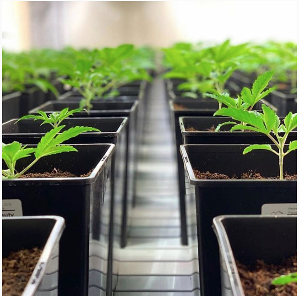 Read more about the article Cannerald und die Möglichkeit mit der eigenen Cannabis Pflanze